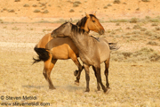 MUSTANGS!
